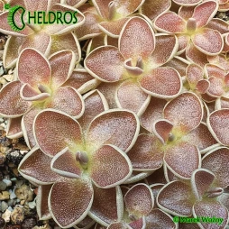 Pinguicula EHLERSIAE Ixmiquilpan, Hidalgo