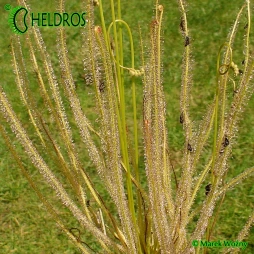 Drosera x Californica 'CALIFORNIA SUNSET'  - 20 seeds