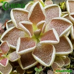 Tłustosz-Pinguicula-Debbertiana-Metallic-Purple-flower