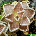 Tłustosz-Pinguicula-Debbertiana-Metallic-Purple-flower