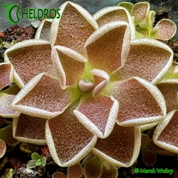 Pinguicula DEBBERTIANA 'Metallic Purple'