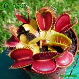 Dionaea Muscipula - RED GREEN