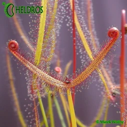 Drosera BINATA var. MULTIFIDA