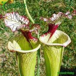 MK H112 Sarracenia x ‘Leah Wilkerson’