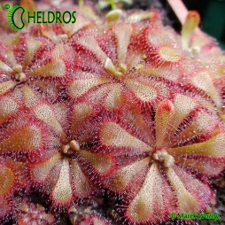 Drosera ALICIAE
