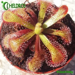 Drosera VENUSTA - 20 seeds - UNIQUE