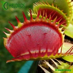 Dionaea Muscipula RED DAGGERS - 20 seeds