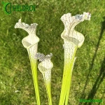 Kapturnica-Sarracenia-Leucophylla-MK-L2