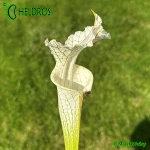 Kapturnica-Sarracenia-Leucophylla-MK-L2