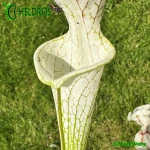 Kapturnica-Sarracenia-Leucophylla-MK-L2