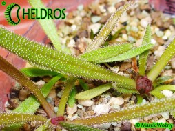 Pinguicula CALDERONIAE Llano del Conejo