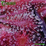 Rosiczka-Drosera-Lantau-Island