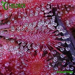 DROSERA Sp. LANTAU ISLAND - 20 seeds