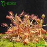 Drosera MADAGASCARIENSIS