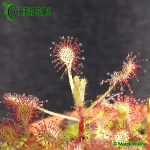 Drosera MADAGASCARIENSIS