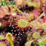 Drosera MADAGASCARIENSIS
