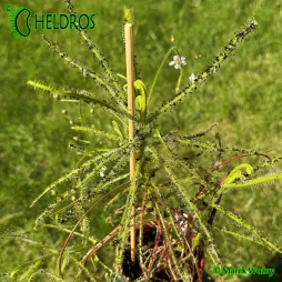 Drosera INDICA complex - 20 seeds