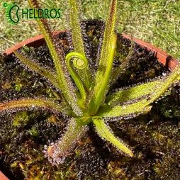 Drosera REGIA - king sundew