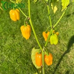 Papryka Habanero Big Sun Chili