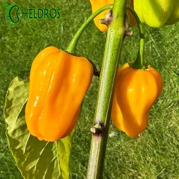 Pepper HABANERO BIG SUN - 10 seeds