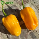 Papryka Habanero Big Sun Chili