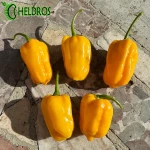 Papryka Habanero Big Sun Chili