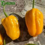 Papryka Habanero Big Sun Chili