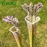 Kapturnica Sarracenia Leucophylla MK L12B