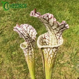 MK L12B Sarracenia Leucophylla Red and white form, Deer Park
