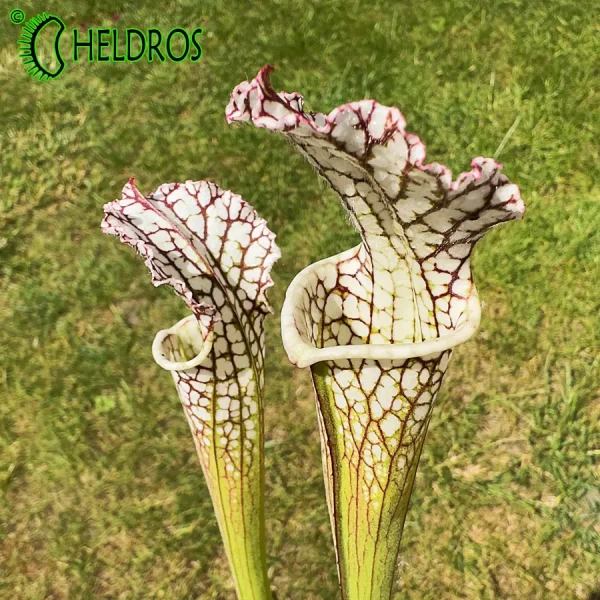 Kapturnica Sarracenia Leucophylla MK L12B