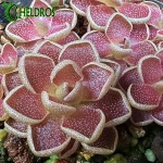 Tłustosz Pinguicula Ehlersiae Red