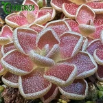 Tłustosz Pinguicula Ehlersiae Red