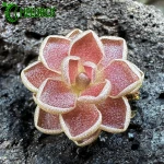 Tłustosz Pinguicula Ehlersiae Red