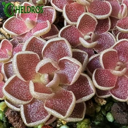 Pinguicula EHLERSIAE Red