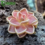 Tłustosz Pinguicula Ehlersiae Red