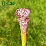 Sarracenia Leucophylla MK L43