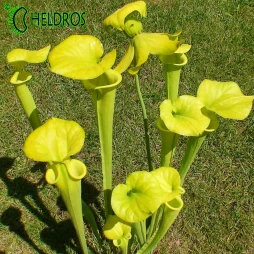 MK F228 Sarracenia Flava var. Flava Giant form