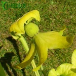 Kapturnica Sarracenia Flava var. Flava MK F228