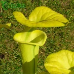 Kapturnica Sarracenia Flava var. Flava MK F228