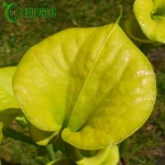 Kapturnica Sarracenia Flava var. Flava MK F228