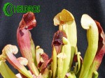 Kapturnica SARRACENIA x BARBAPAPA