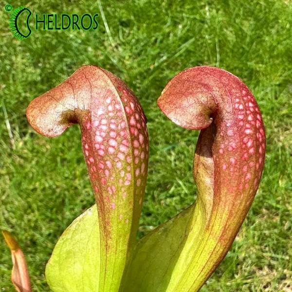 Kapturnica Sarracenia LADYBUG MK H238