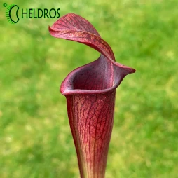 MK A60 Sarracenia Alata var. nigropurpurea
