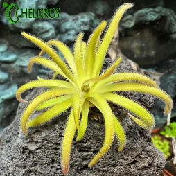 Pinguicula CALDERONIAE x GYPSICOLA