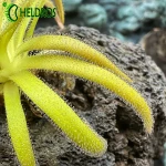 Pinguicula Calderoniae x Gypsicola