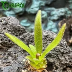 Pinguicula Calderoniae x Gypsicola