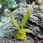 Pinguicula Calderoniae x Gypsicola