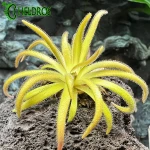 Pinguicula Calderoniae x Gypsicola