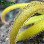Pinguicula Calderoniae x Gypsicola