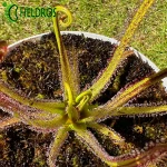 Rosiczka Drosera REGIA - the King sundew, pink flower